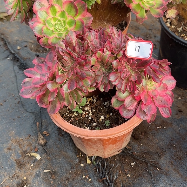 精品多肉植物00011