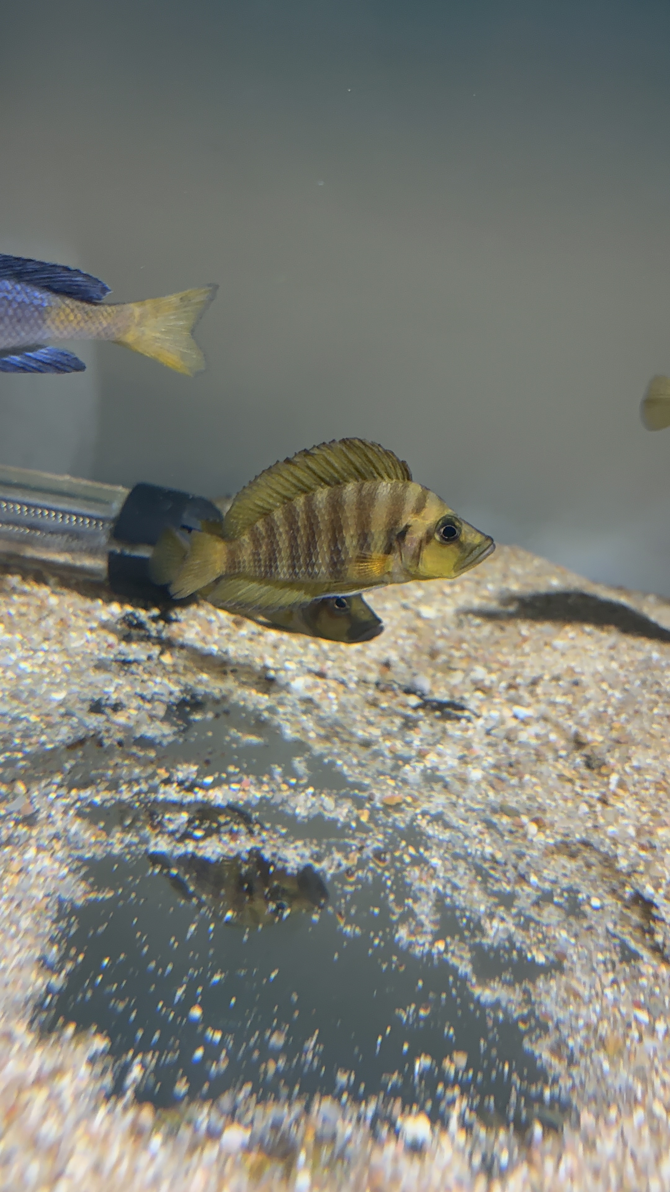 坦噶尼喀湖野生黄金虎