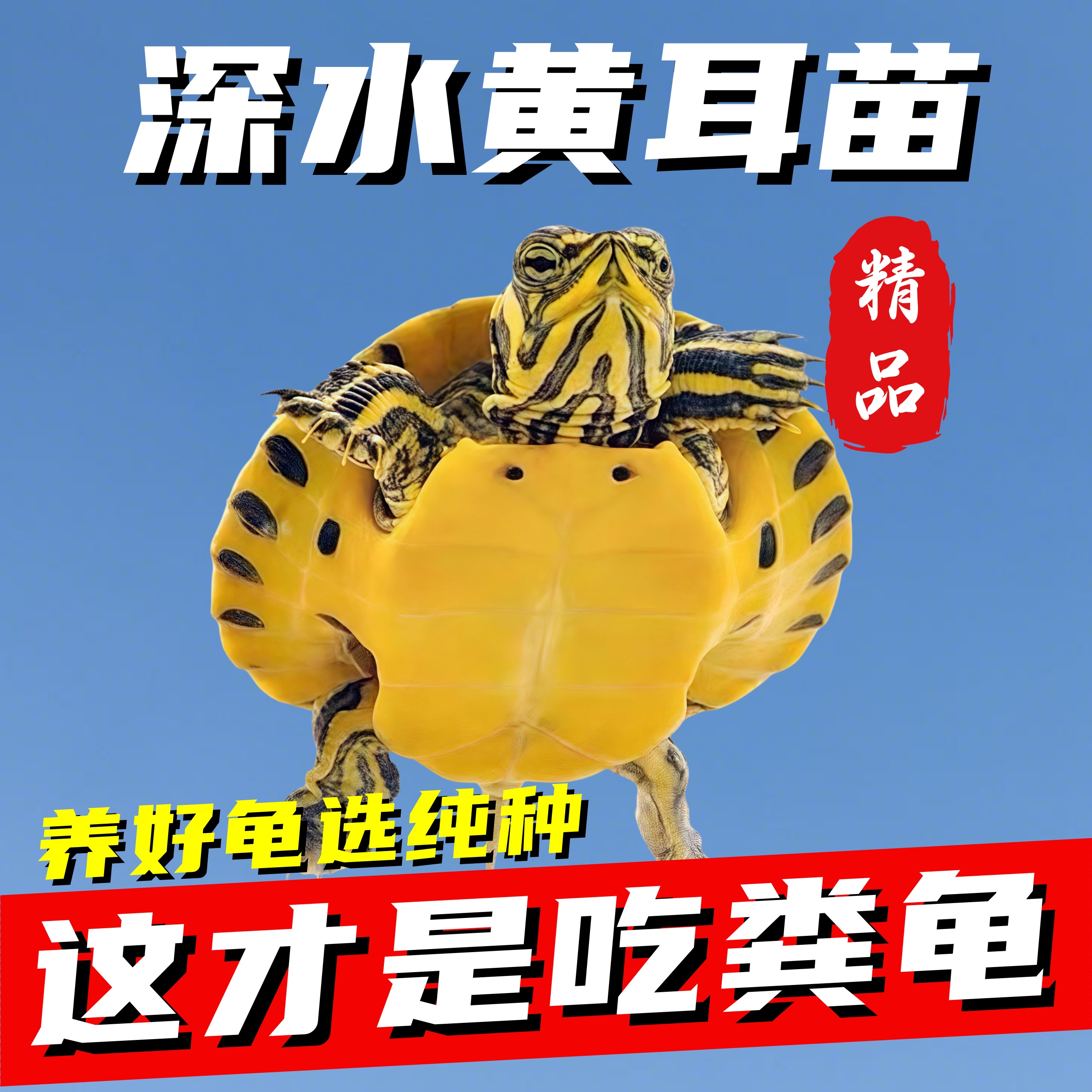 超小黄耳龟鱼缸混养清洁鱼粪深水金边稀有迷你黄耳龟小乌龟吃鱼粪