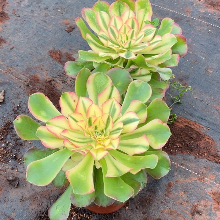 12.8香妃多肉植物法师