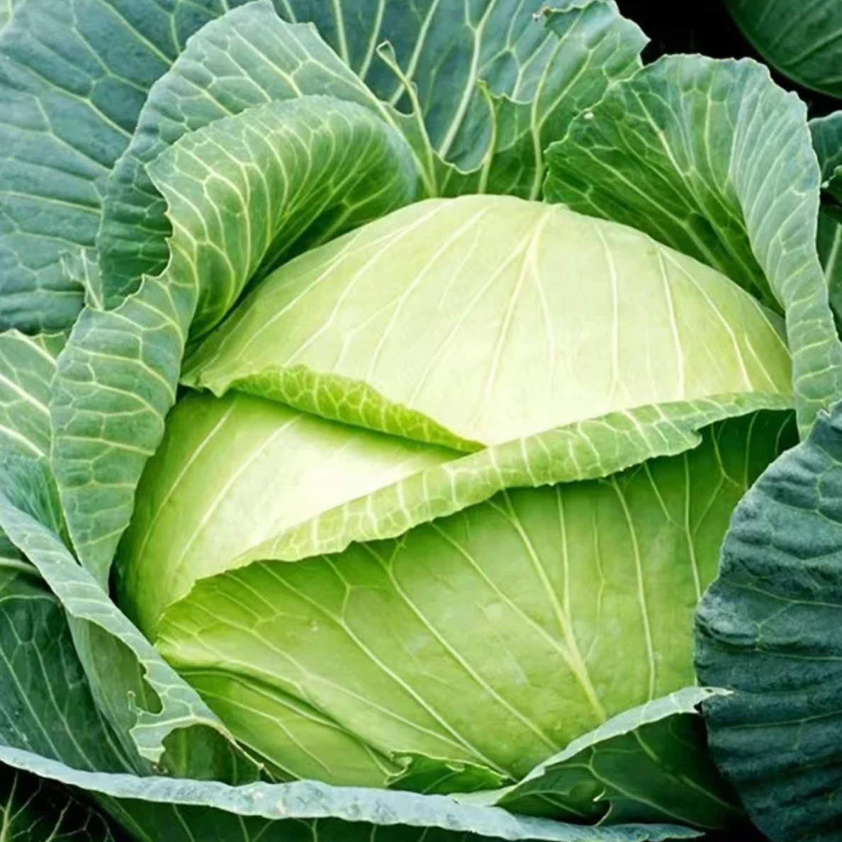 赵荣助农代卖农家包包菜