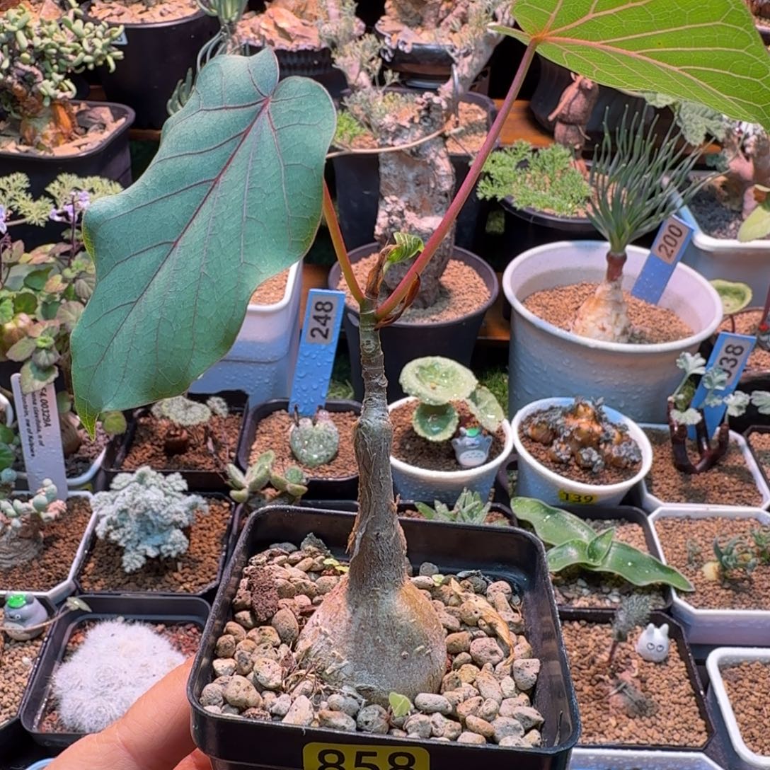 红脉榕858 仙人掌