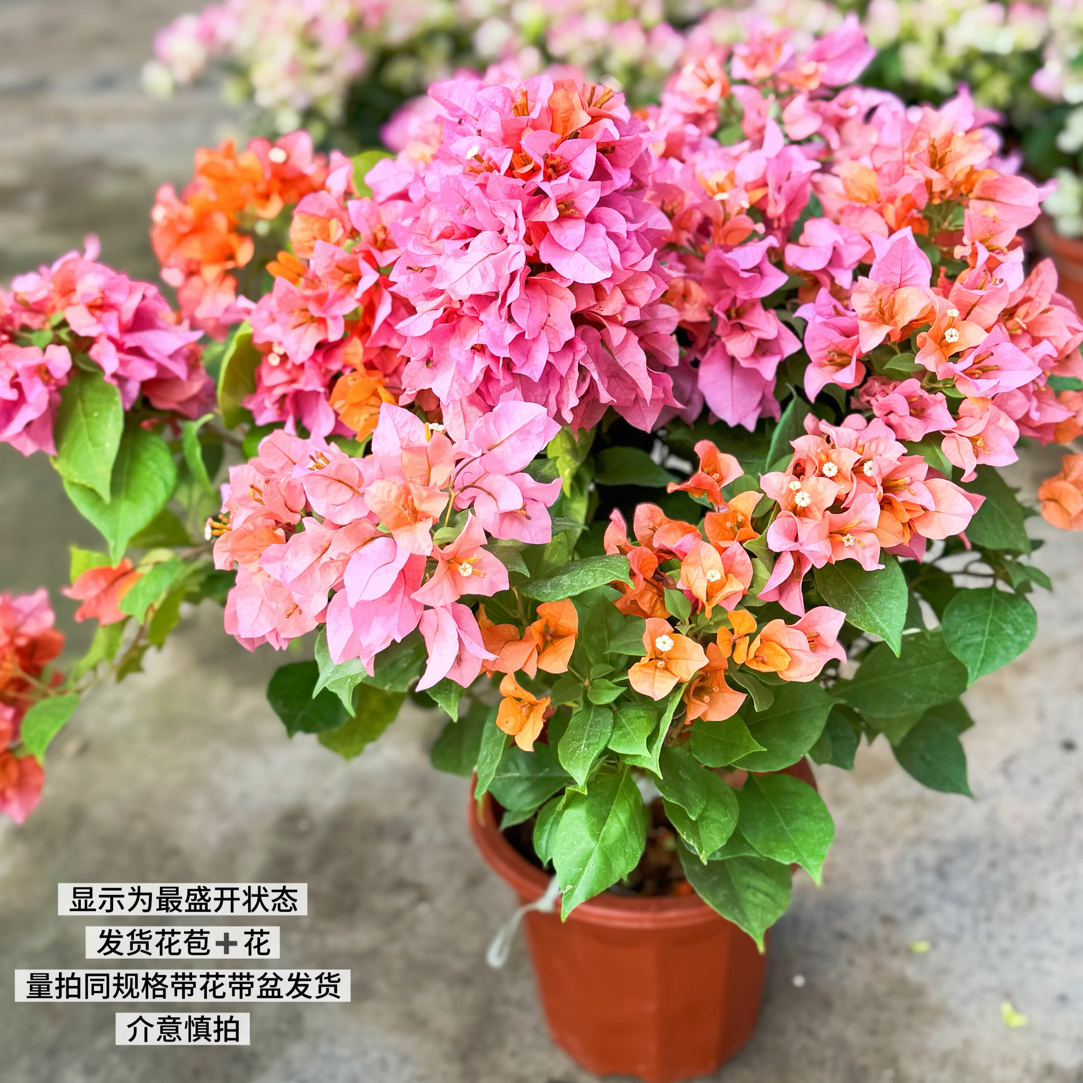 变色龙·黄橙粉变色四季三角梅