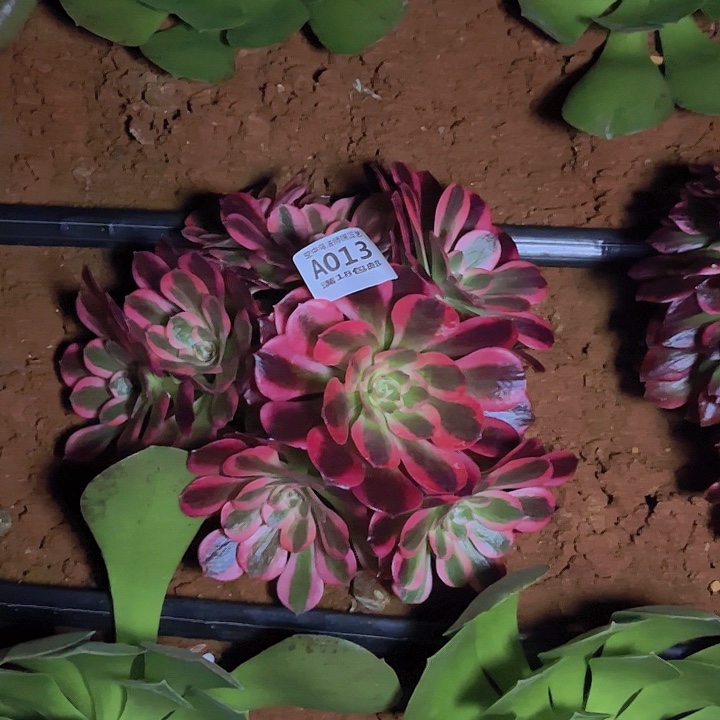 013粉女郎多肉植物