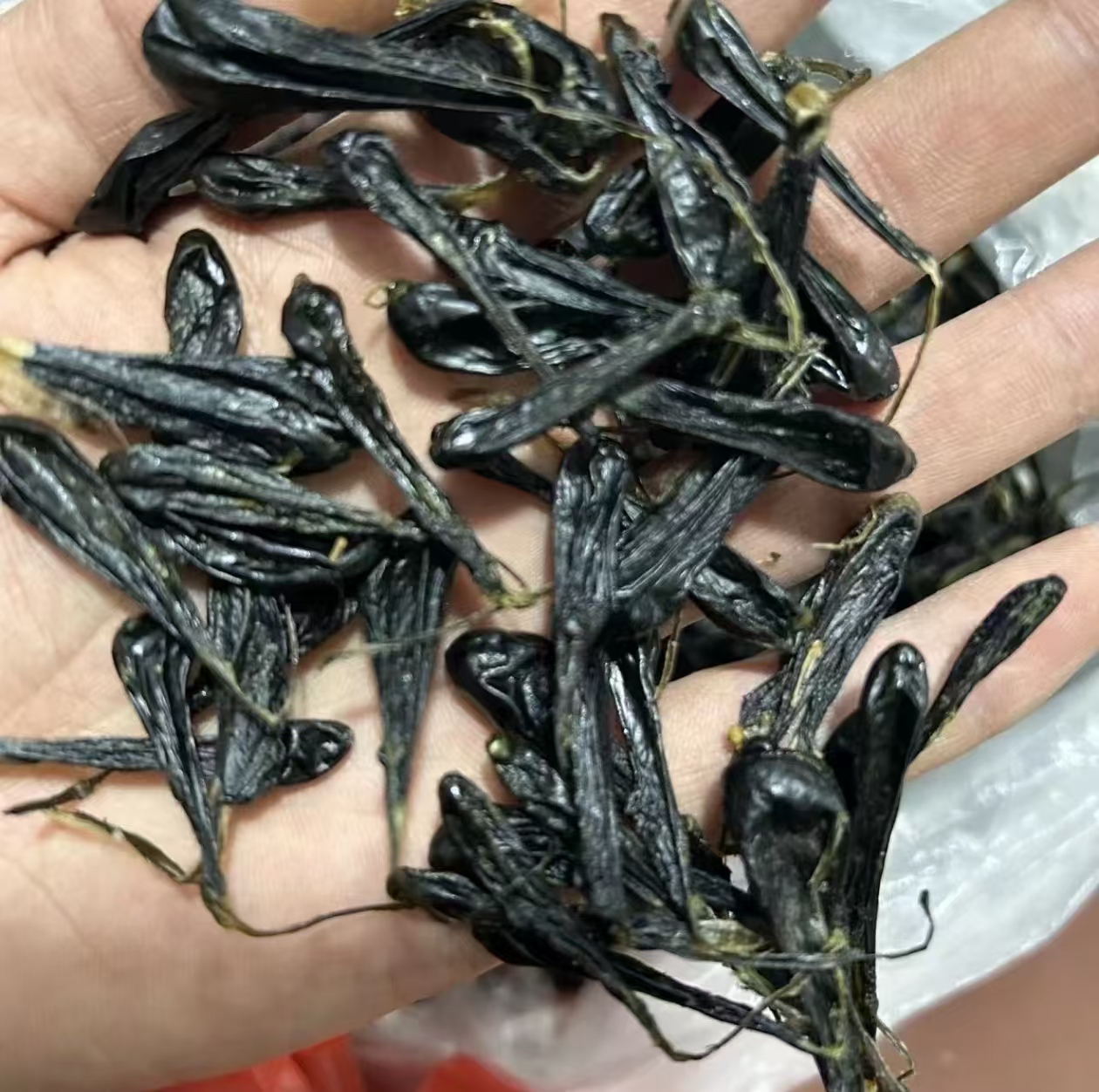 直播间专用链接 蛇胆一物一拍1克  