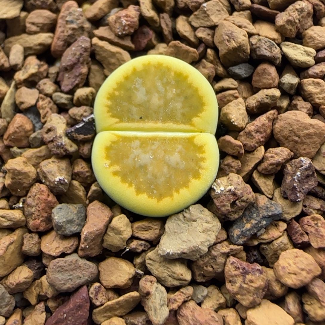 237生石花大棚直播