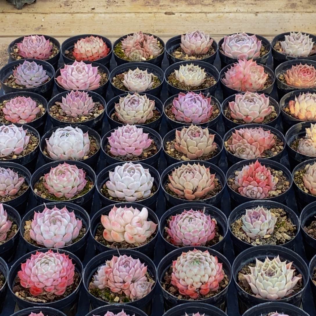 702多肉植物保护研究所所长助理