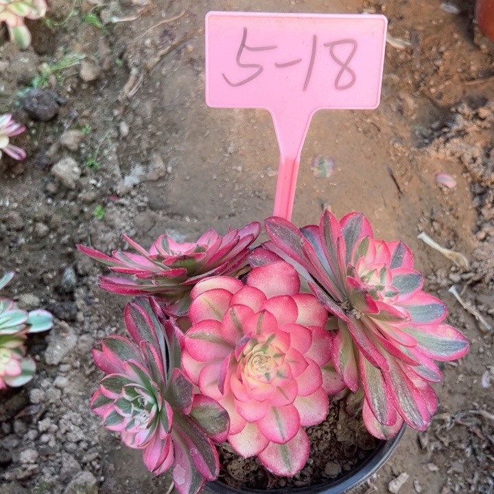 5-18倾城多肉植物