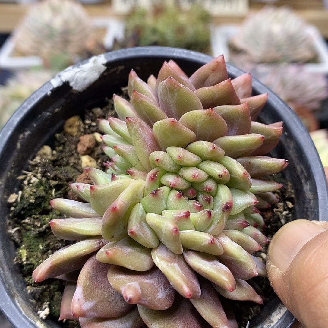 19123 香槟缀化多肉