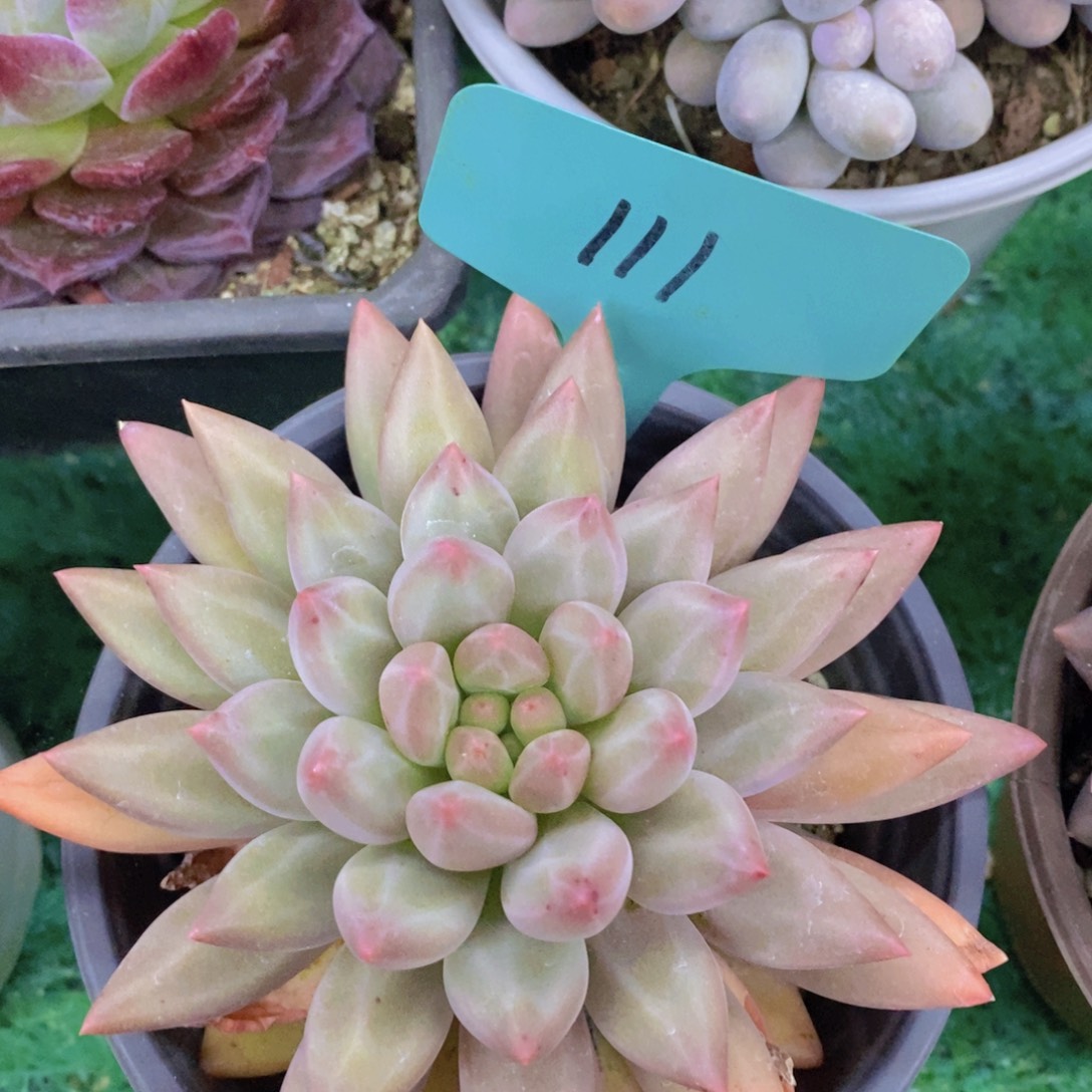 活动专场第一场，5送1