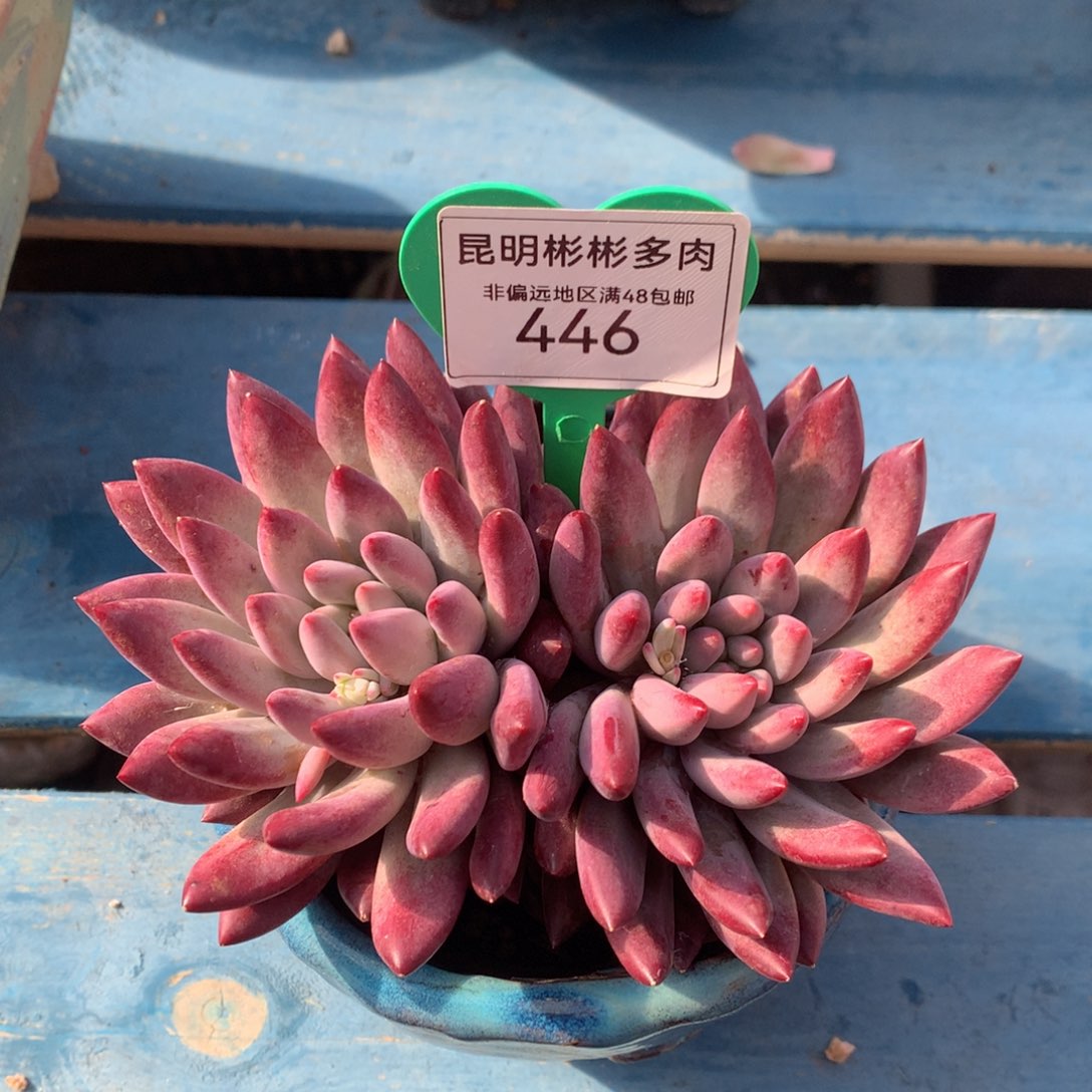 车厘子老桩无砍446