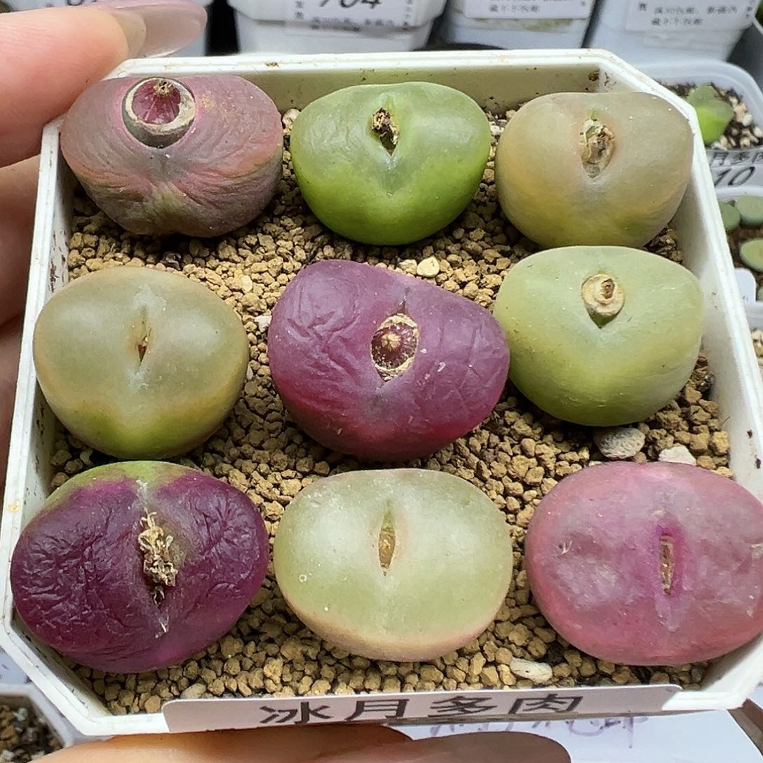 676毛汉尼9颗裸根发货