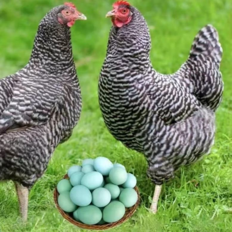 下绿壳蛋的芦花鸡疫苗齐全1.7-2斤发货包邮包路损