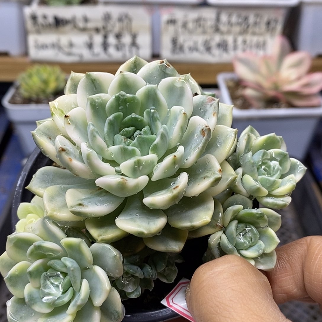 04189 粉布偶锦自然群