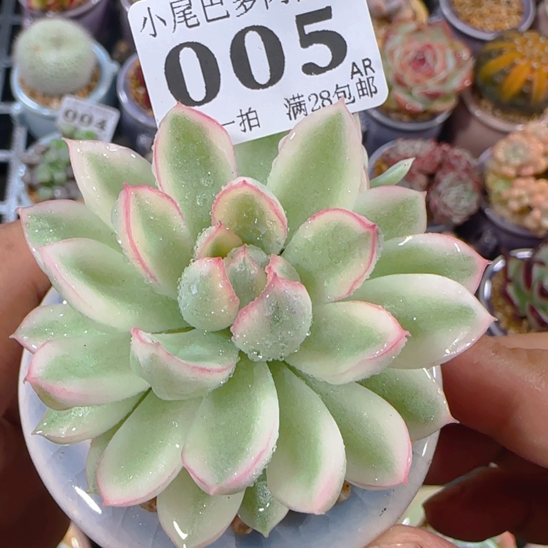 AR小尾巴5CM迷你拇指盆栽精控多肉005
