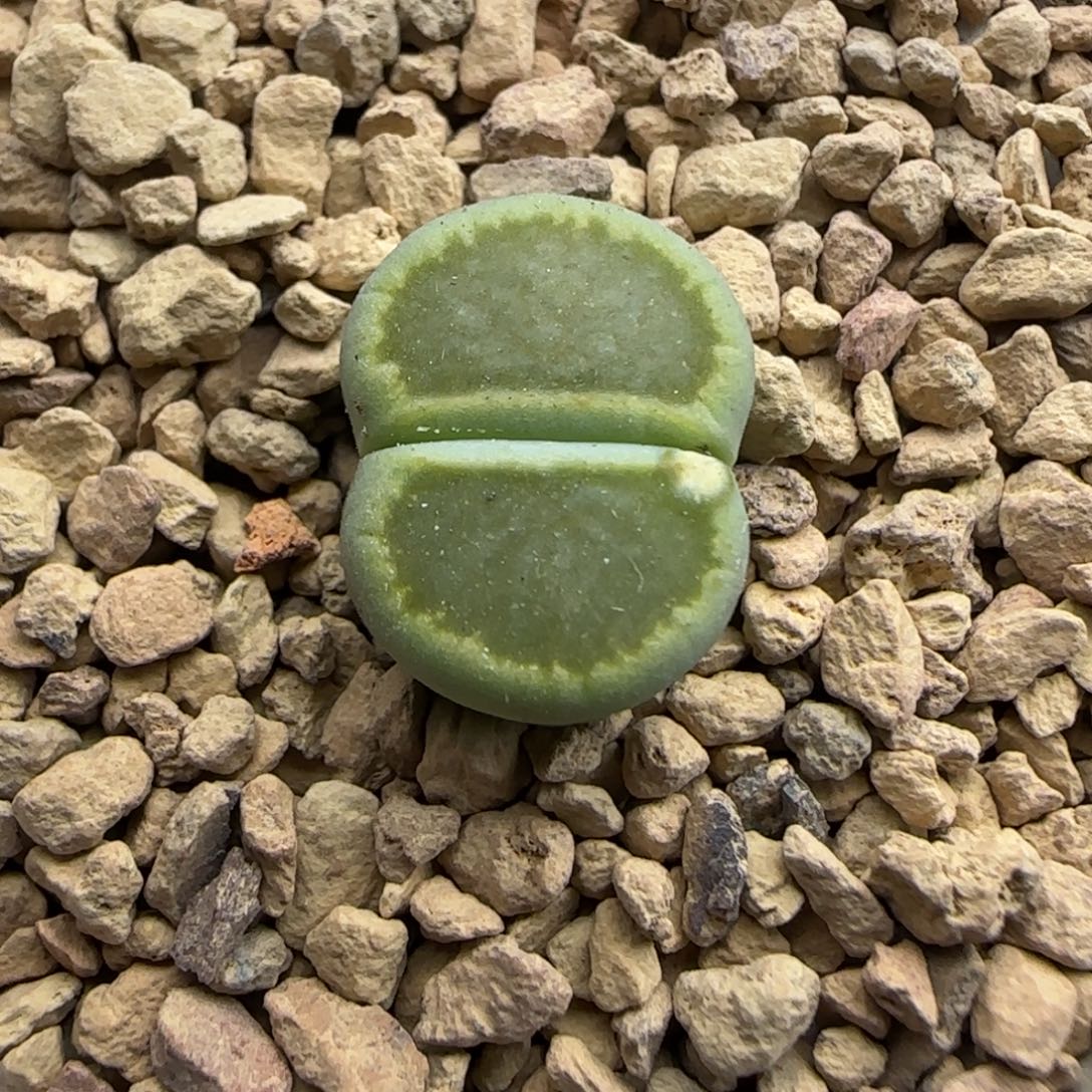 656 生石花大棚直播