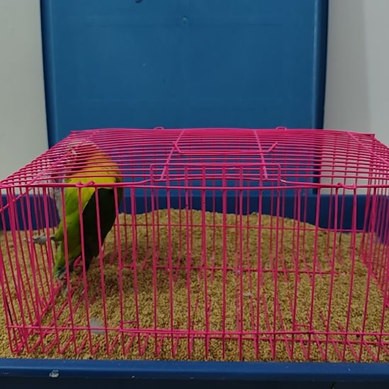 虎皮鹦鹉牡丹鹦鹉鹦鹉2只