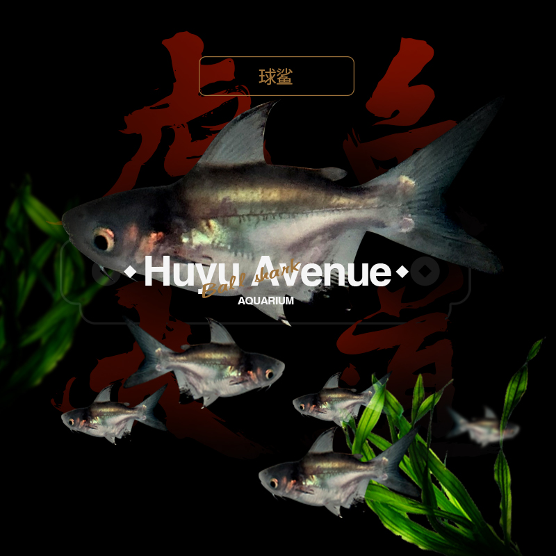 球体汉鲨淡水热带观赏鱼蓝鲨虎鲨虎头鲨白化鲨龙鱼配鱼