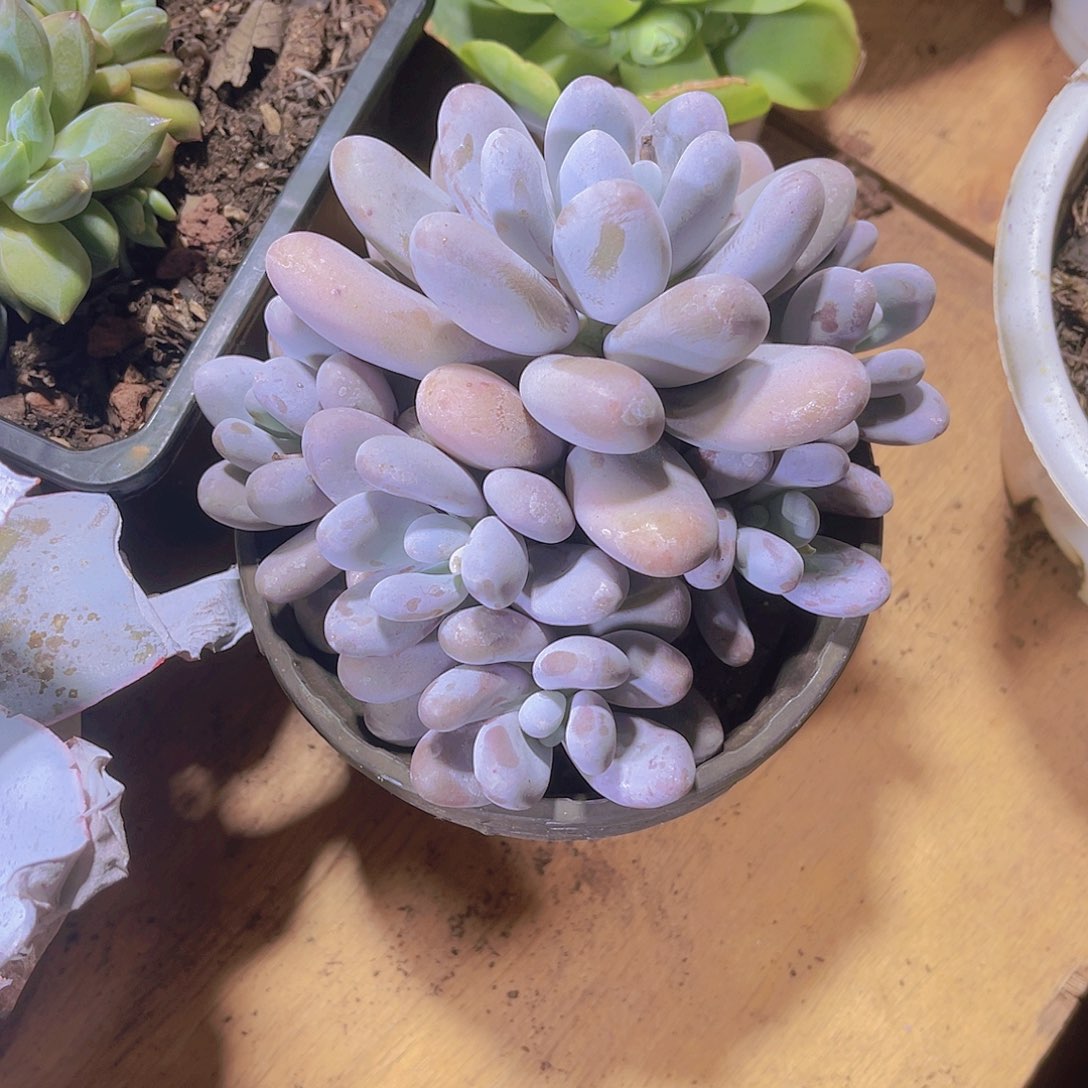 三****）0000000000000000784