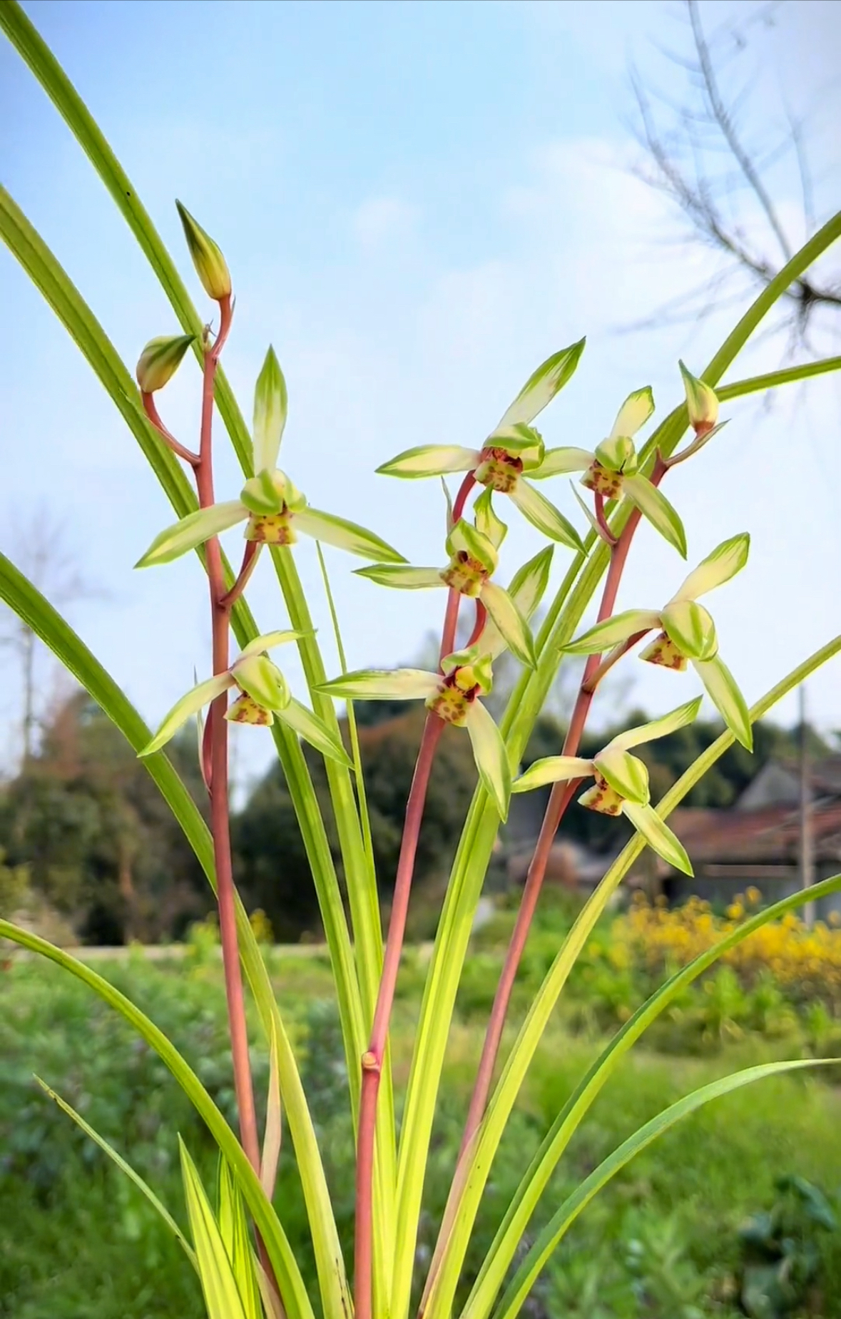 绿兰秋芝送春一物一拍
