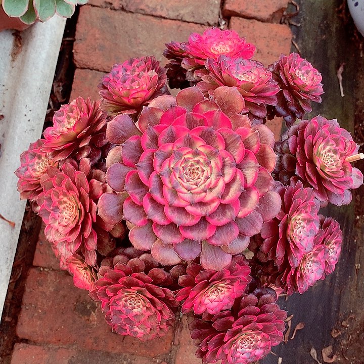 烟花的，多肉植物