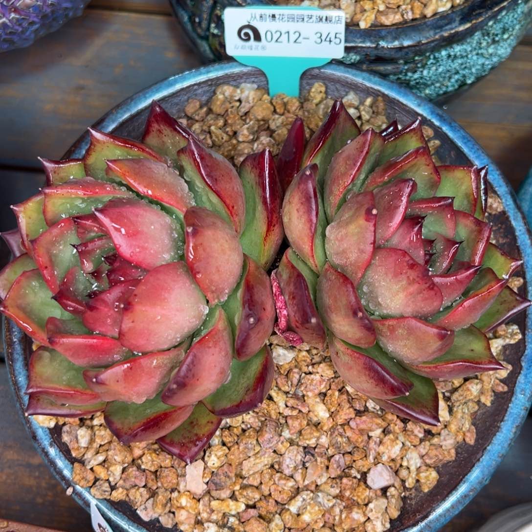 从前慢多肉精选编号0212.345