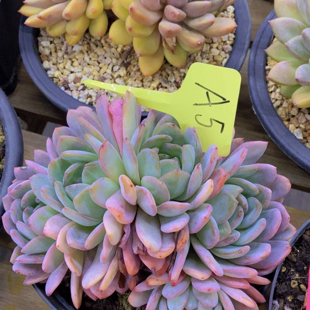 清货专场，满5宋1了