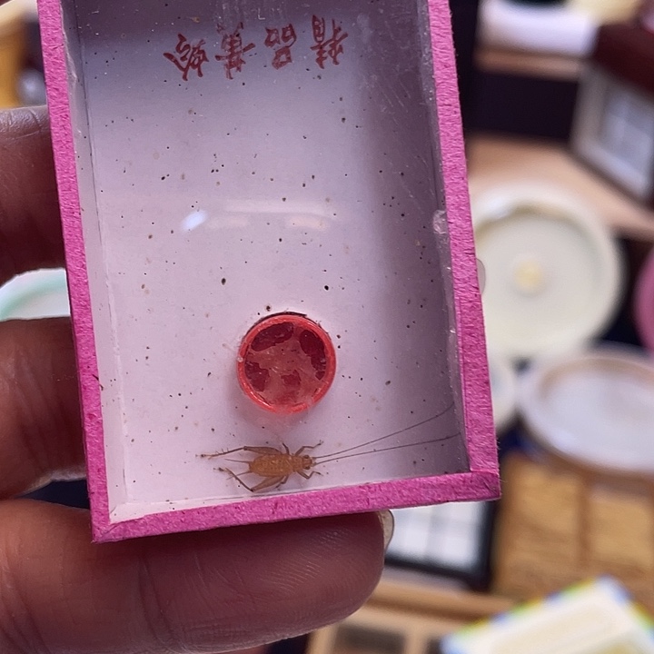 超***爸短须中黄2条啊啊啊啊