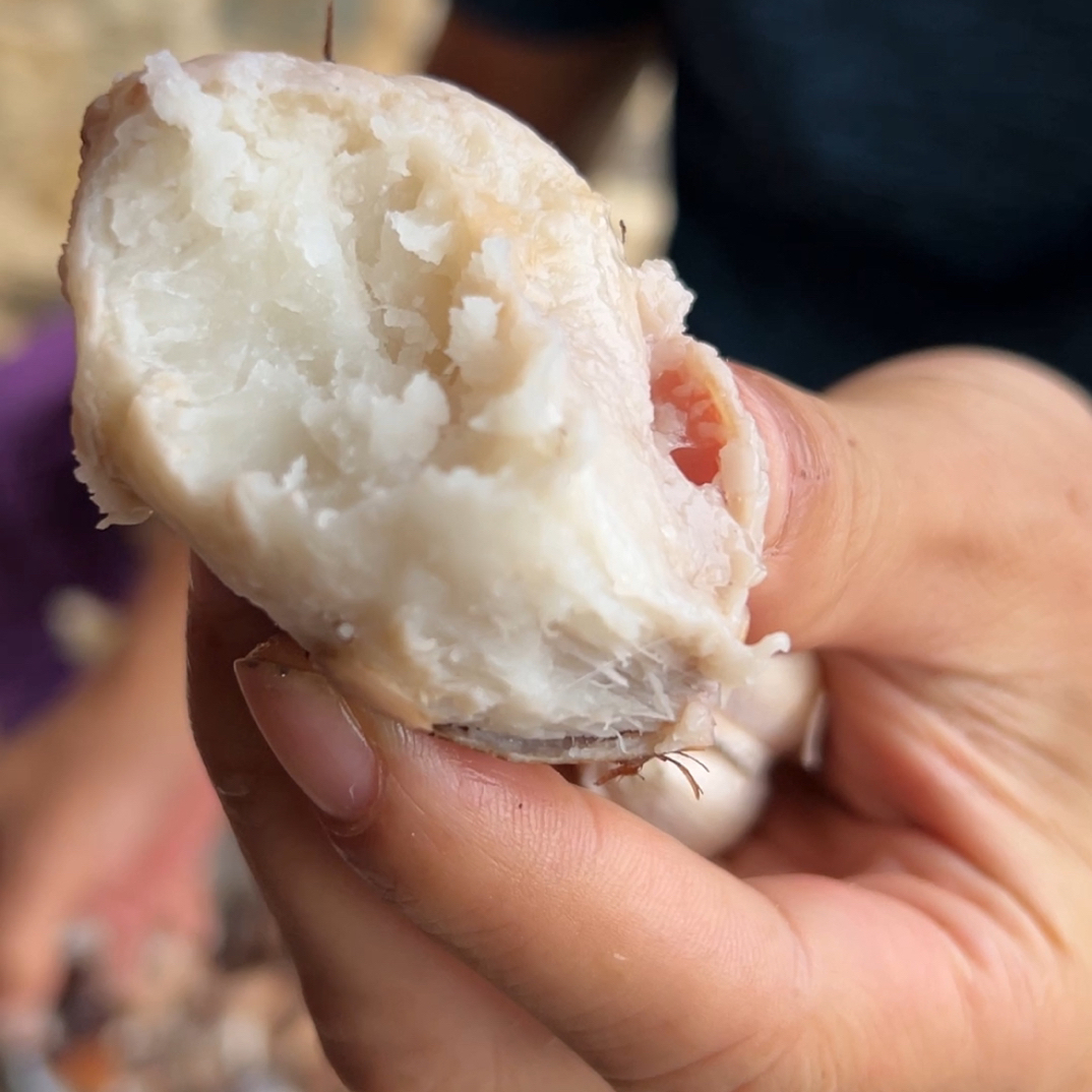 永定红芽芋本地松粉糯芋子