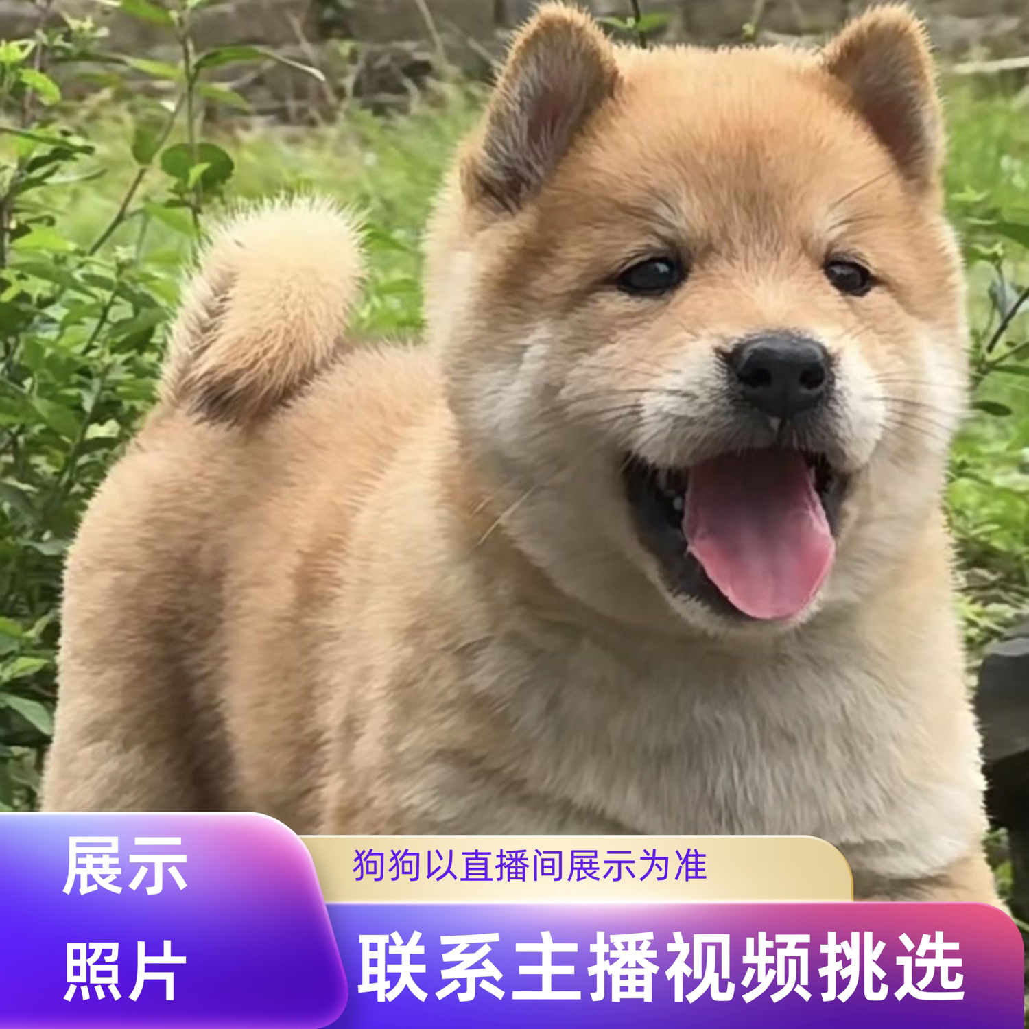 【广西田园犬直播间链接直接拍无效】上上签田园犬狗狗通用链接