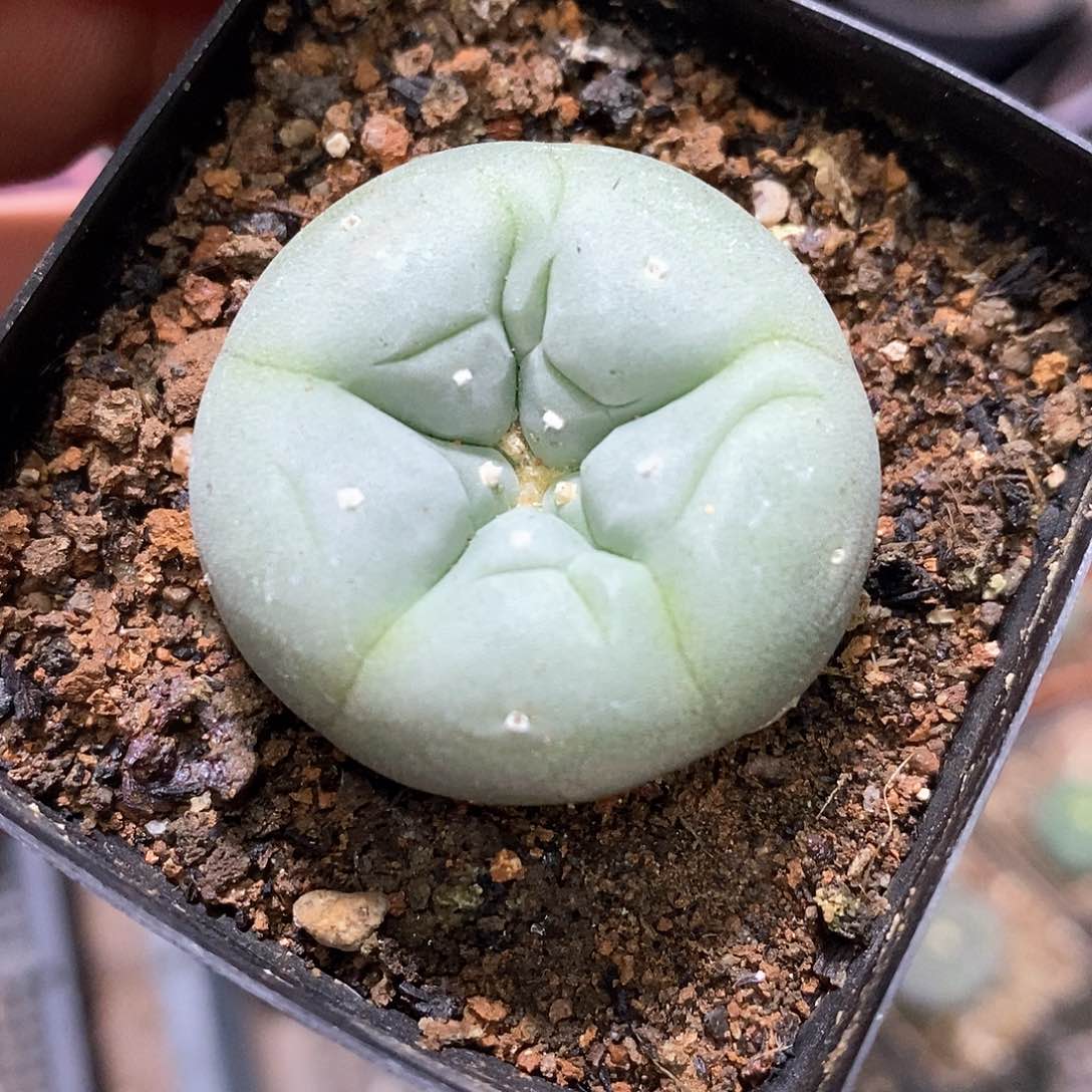 孤品实生优选控养蓝白肌海鲜3.4cm