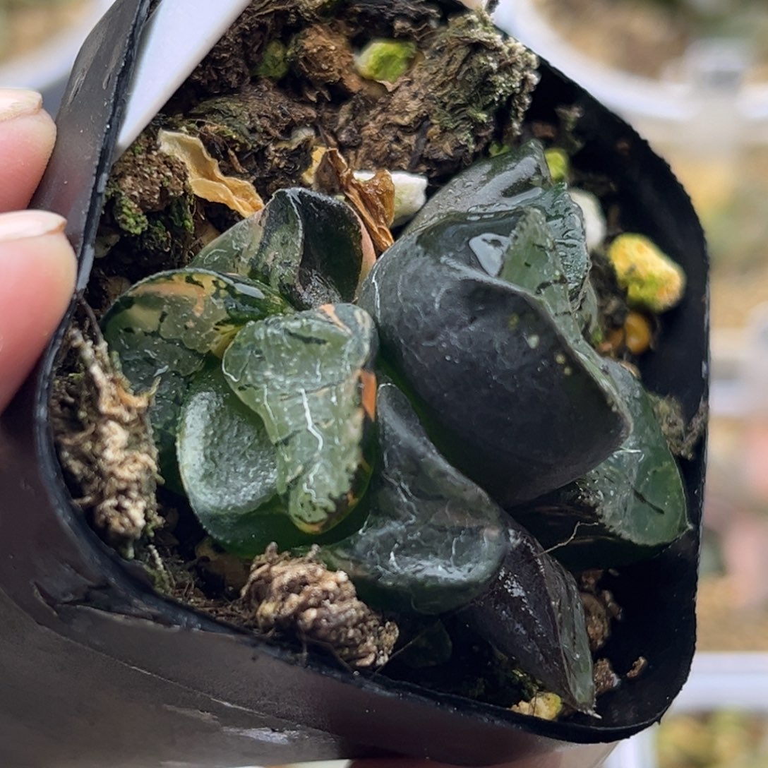 27龙禧克锦十二卷多肉