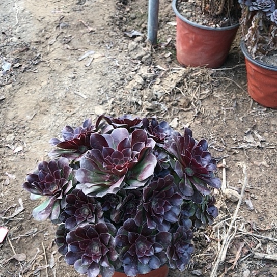 无****荷兰玫瑰0000000026