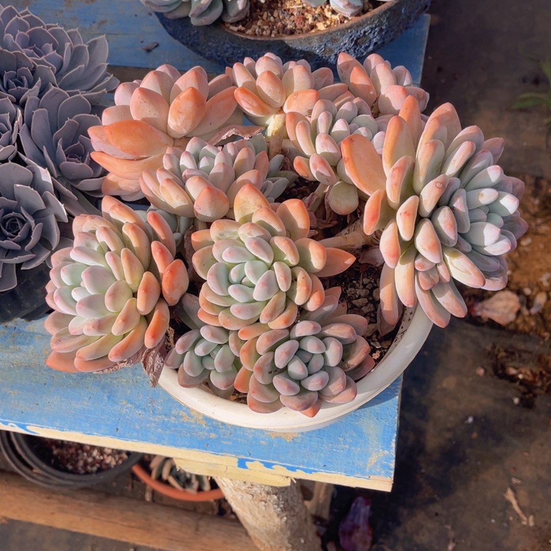 香水大群全状态，官服25