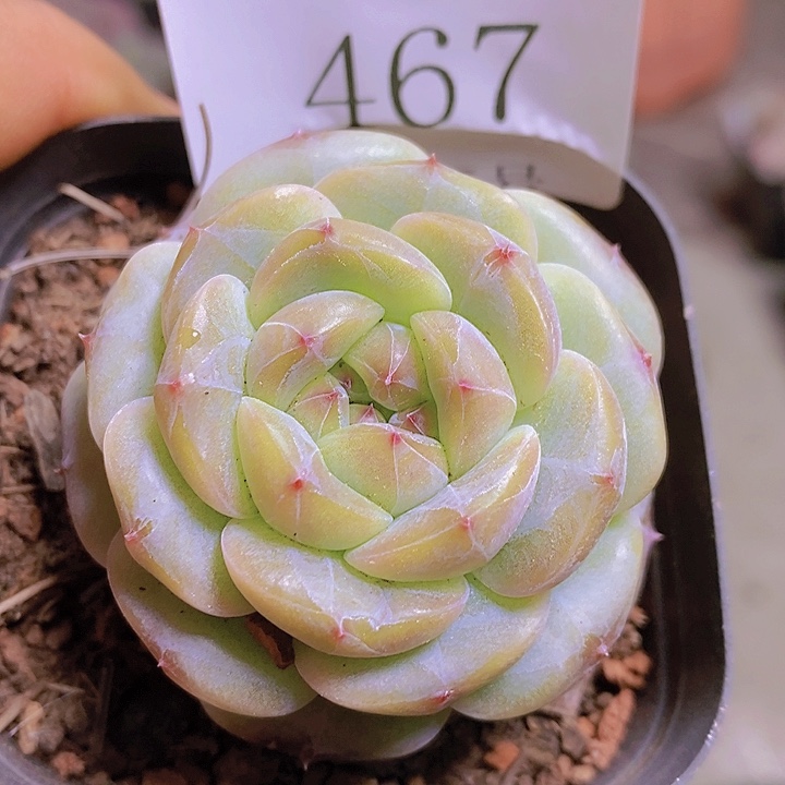 【闪购商品】云467