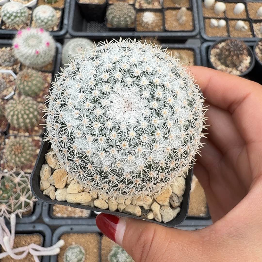 渔***渔实生穴源玉翁带盆发货