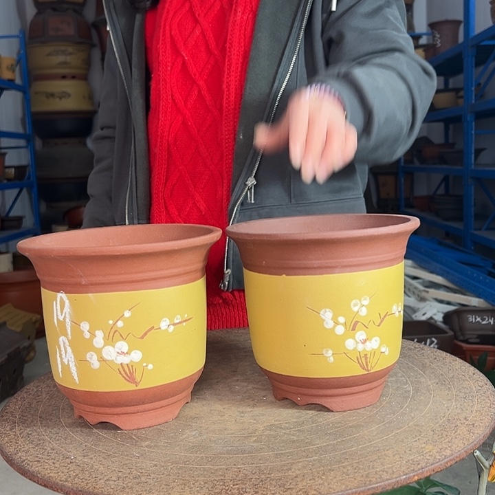 19+19黄点菜金钟花盆花盆