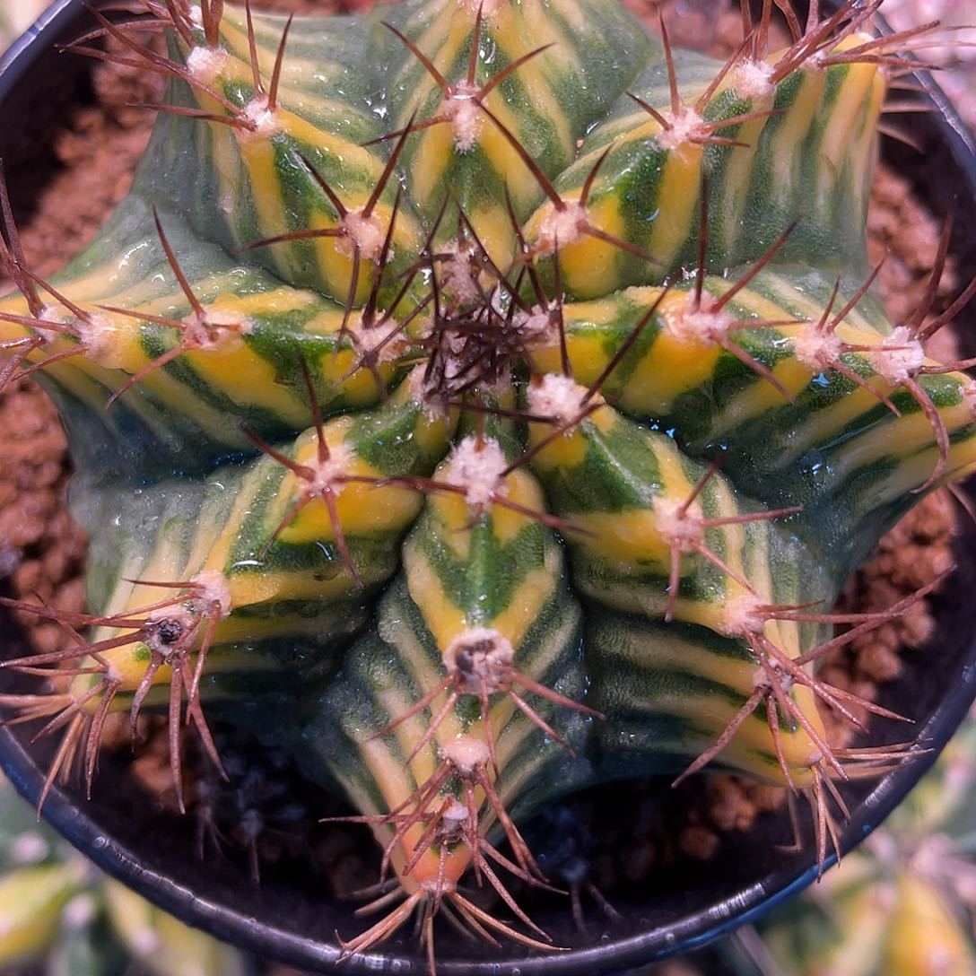 1-297米哈锦7.4厘米