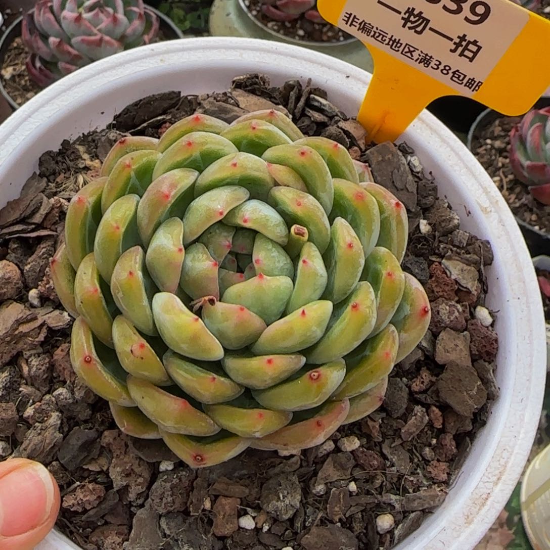 云南精品多肉1839