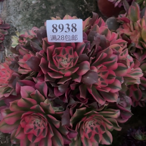 香妃多肉多肉8938