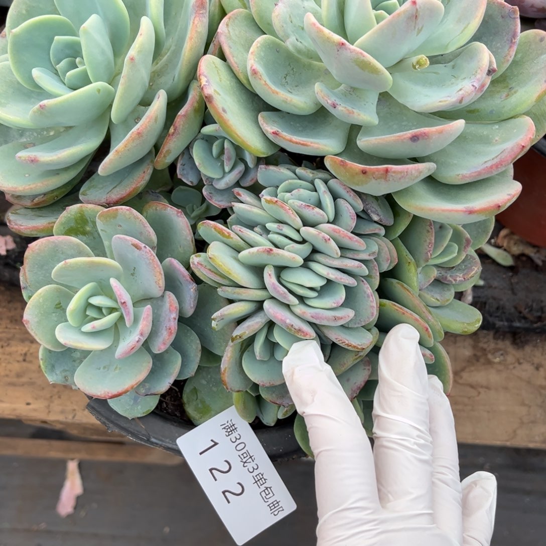 122白月光朵朵缀多肉植物