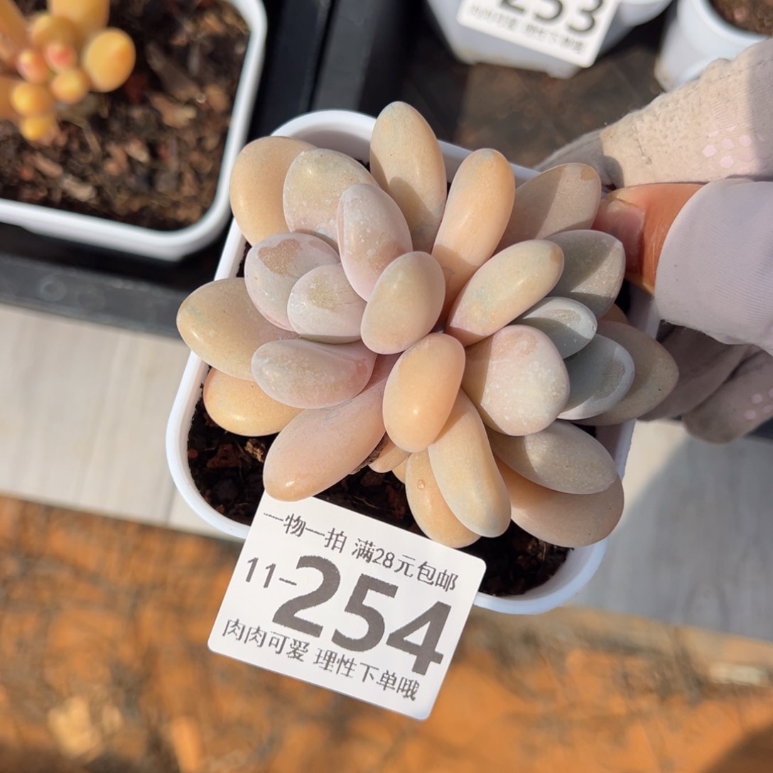 粉兔多肉多肉多肉多肉