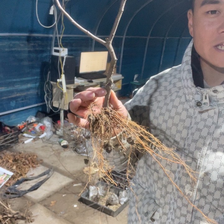 大花彩玉海棠花一颗苗