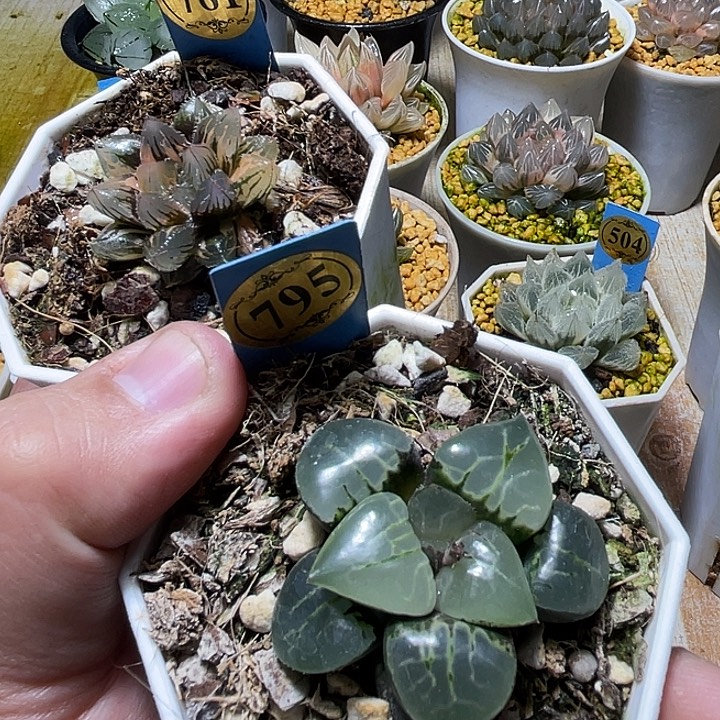 795加781两个一起发一物