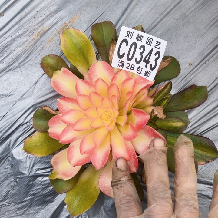 流星雨多肉植物法师0343