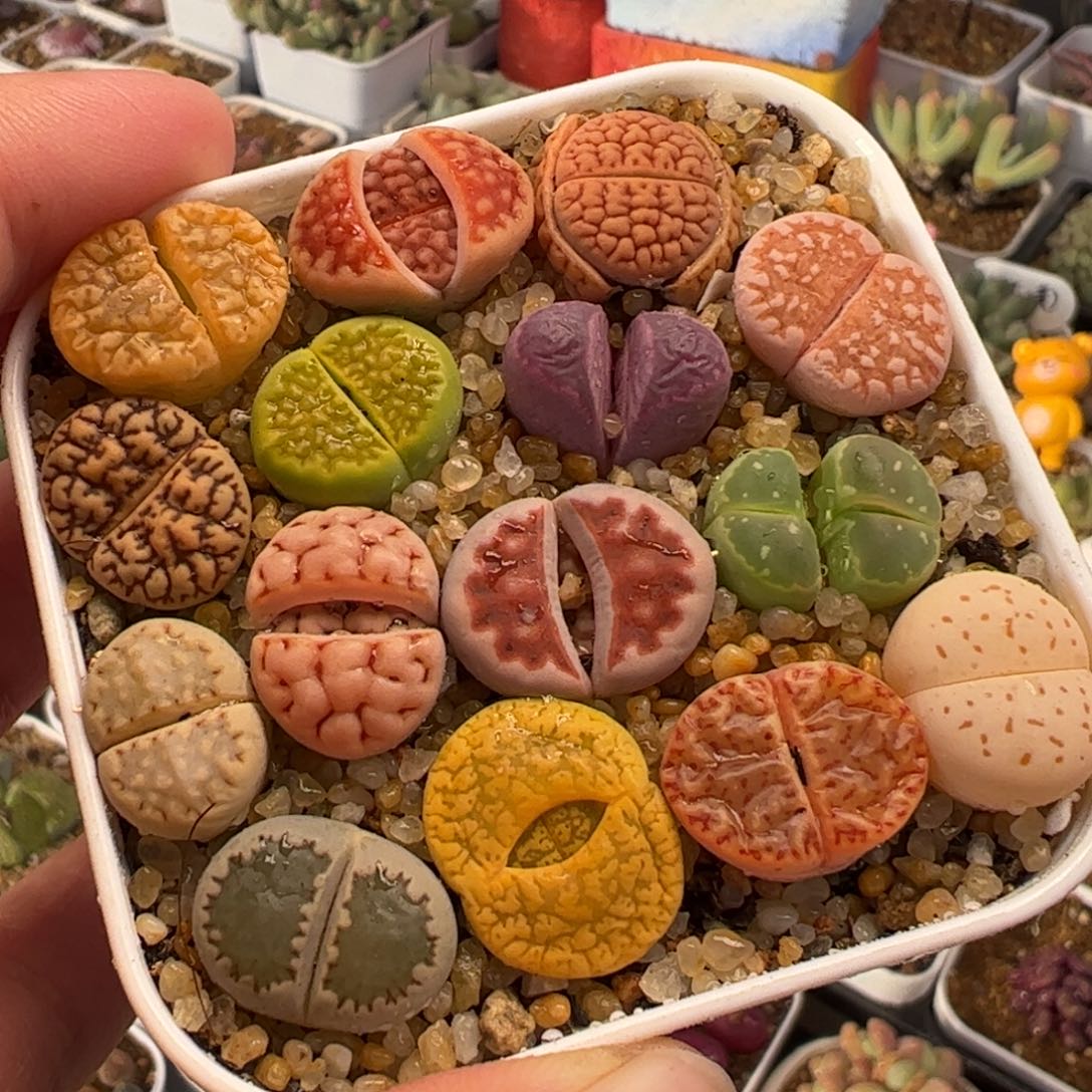 014多肉植物组合