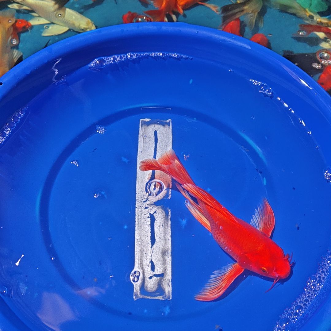 中国大陆冷水观赏鱼蝴蝶鲤