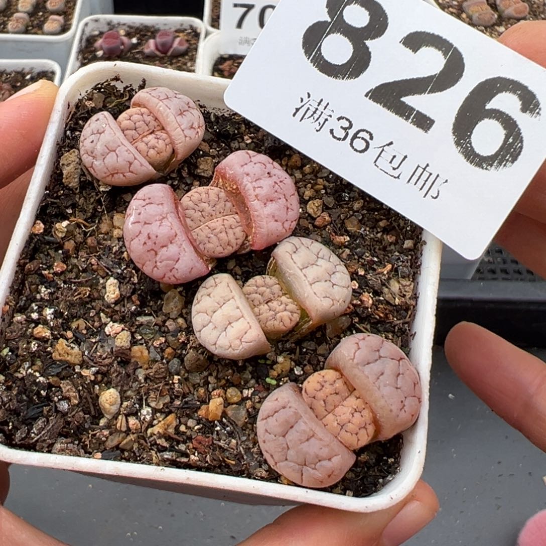 1.26好看的多肉826