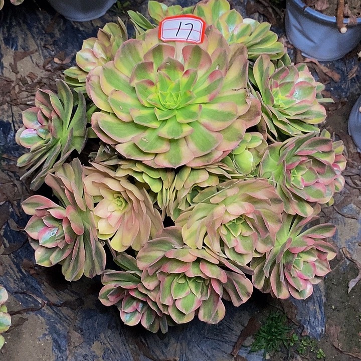 静****雨荷老桩捧花法师17号