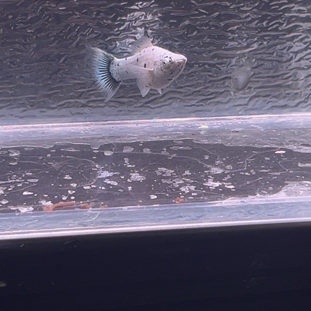 孔雀鱼玛丽鱼一条